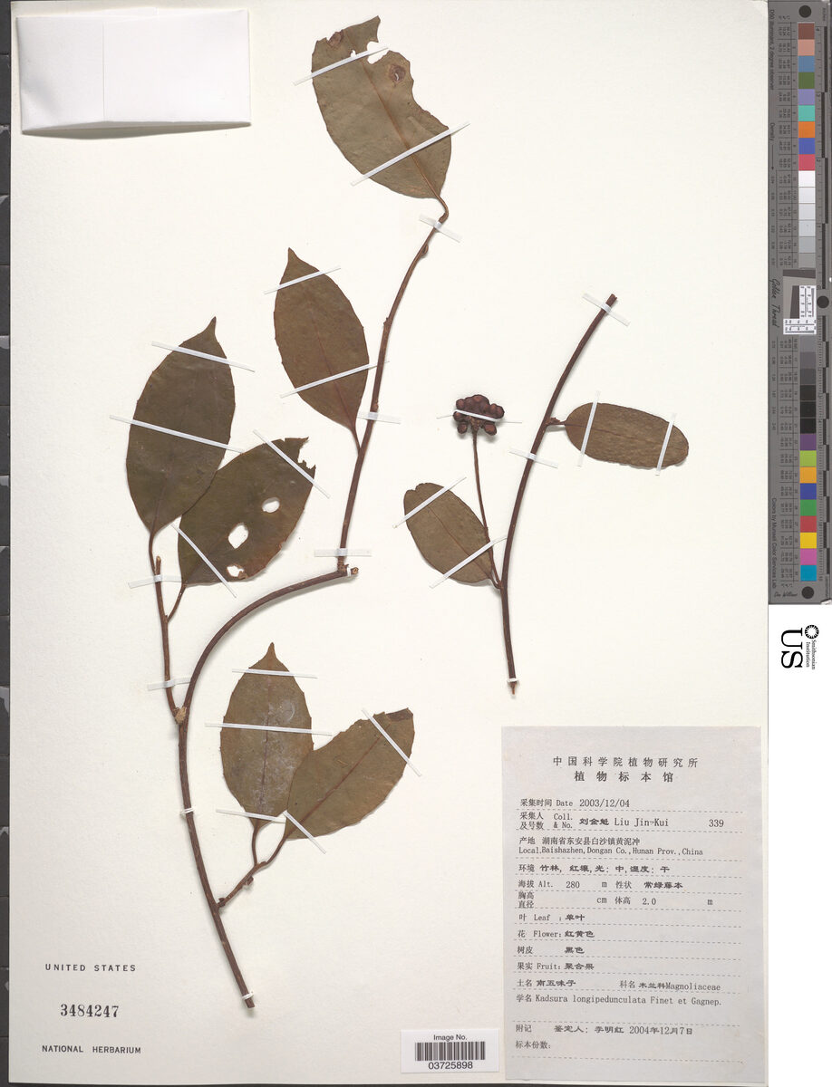 Kadsura longepedunculata