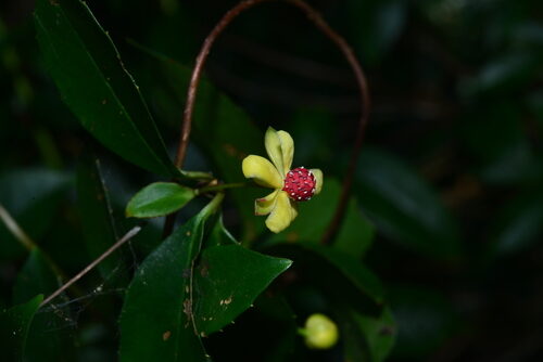 Kadsura oblongifolia