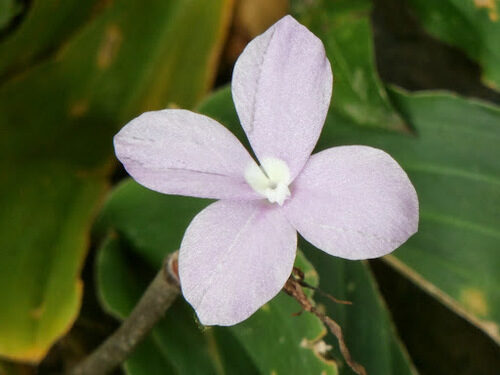 Kaempferia laotica (Peacock ginger) — photo