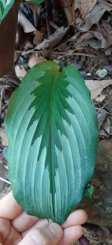 Kaempferia laotica (Peacock ginger) — photo