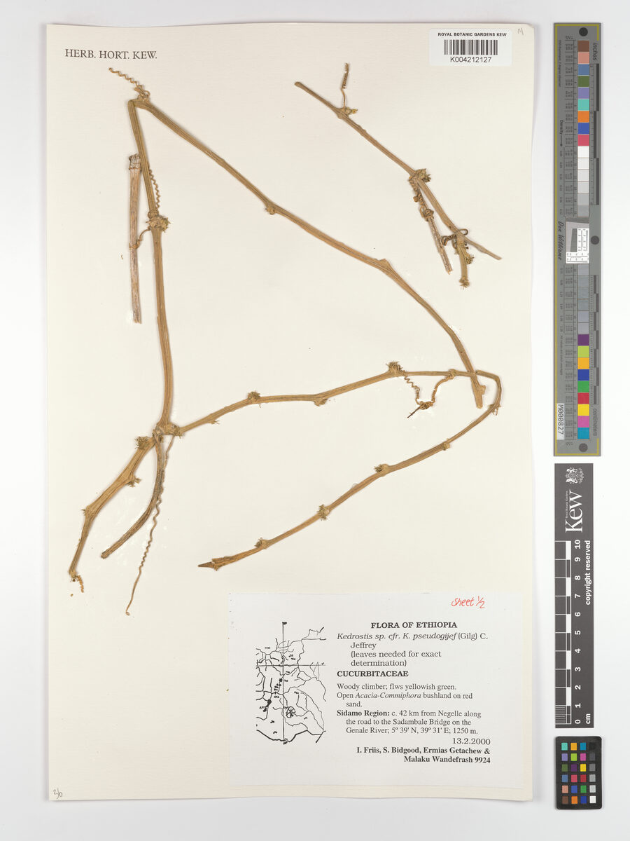Kedrostis pseudogijef
