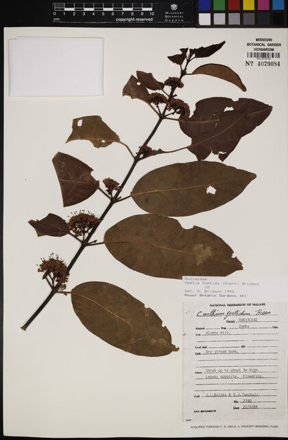 Keetia foetida — photo