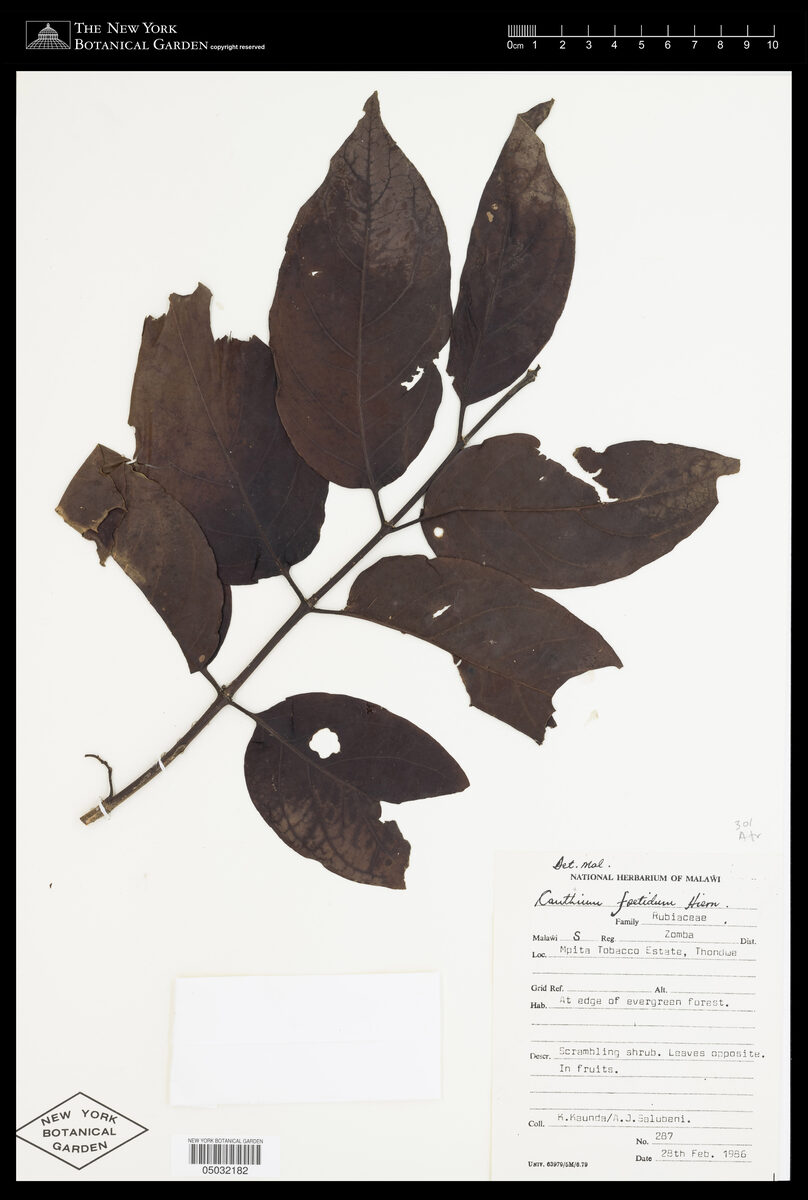 Keetia foetida — photo