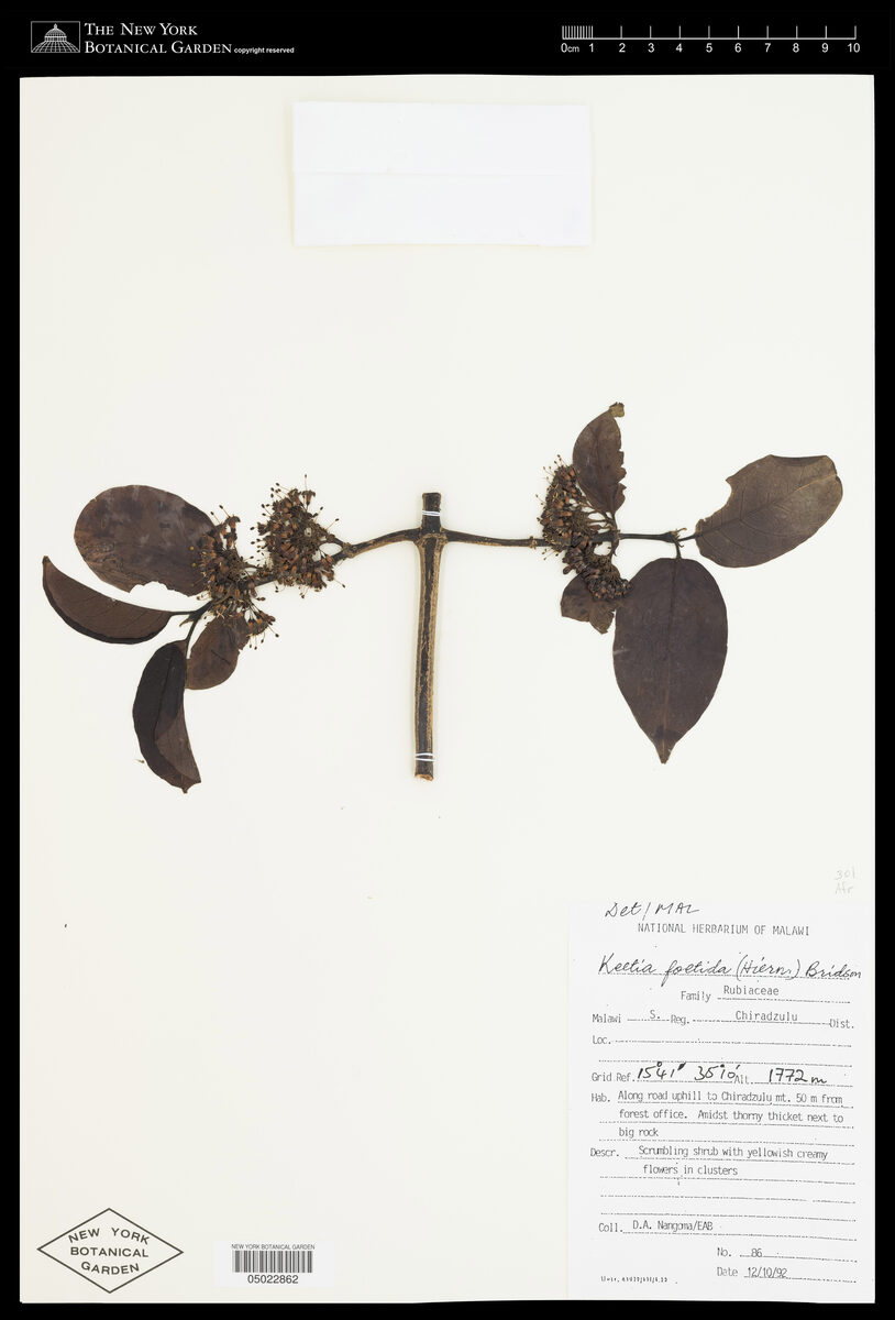 Keetia foetida
