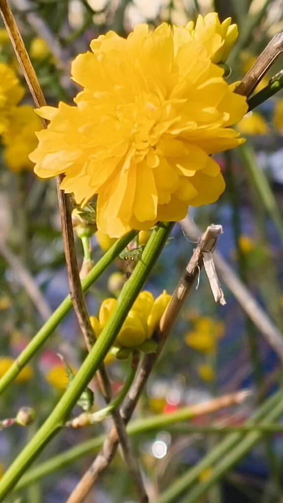 Kerria japonica - (L.)DC. (Bachelor's Button) — photo