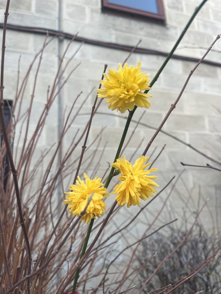 Kerria japonica - (L.)DC.