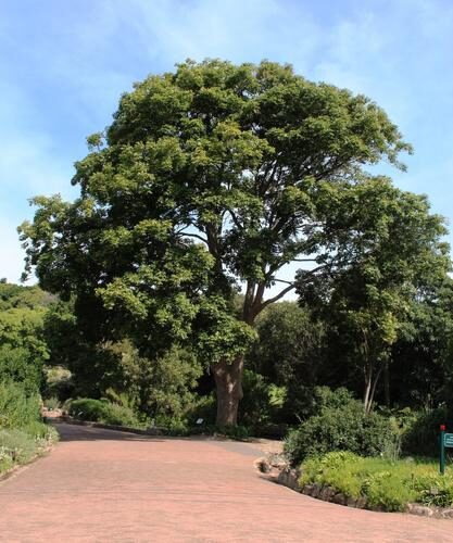 Khaya anthotheca (East Africa Mahogany tree) — photo