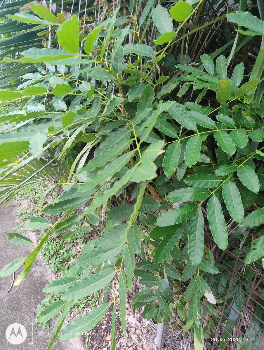 Khaya senegalensis - (Desr.) A.Juss. (Dryzone Mahogany) — photo