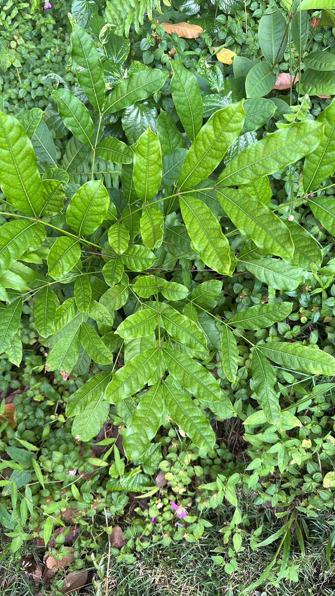 Khaya senegalensis - (Desr.) A.Juss. (Dryzone Mahogany) — photo