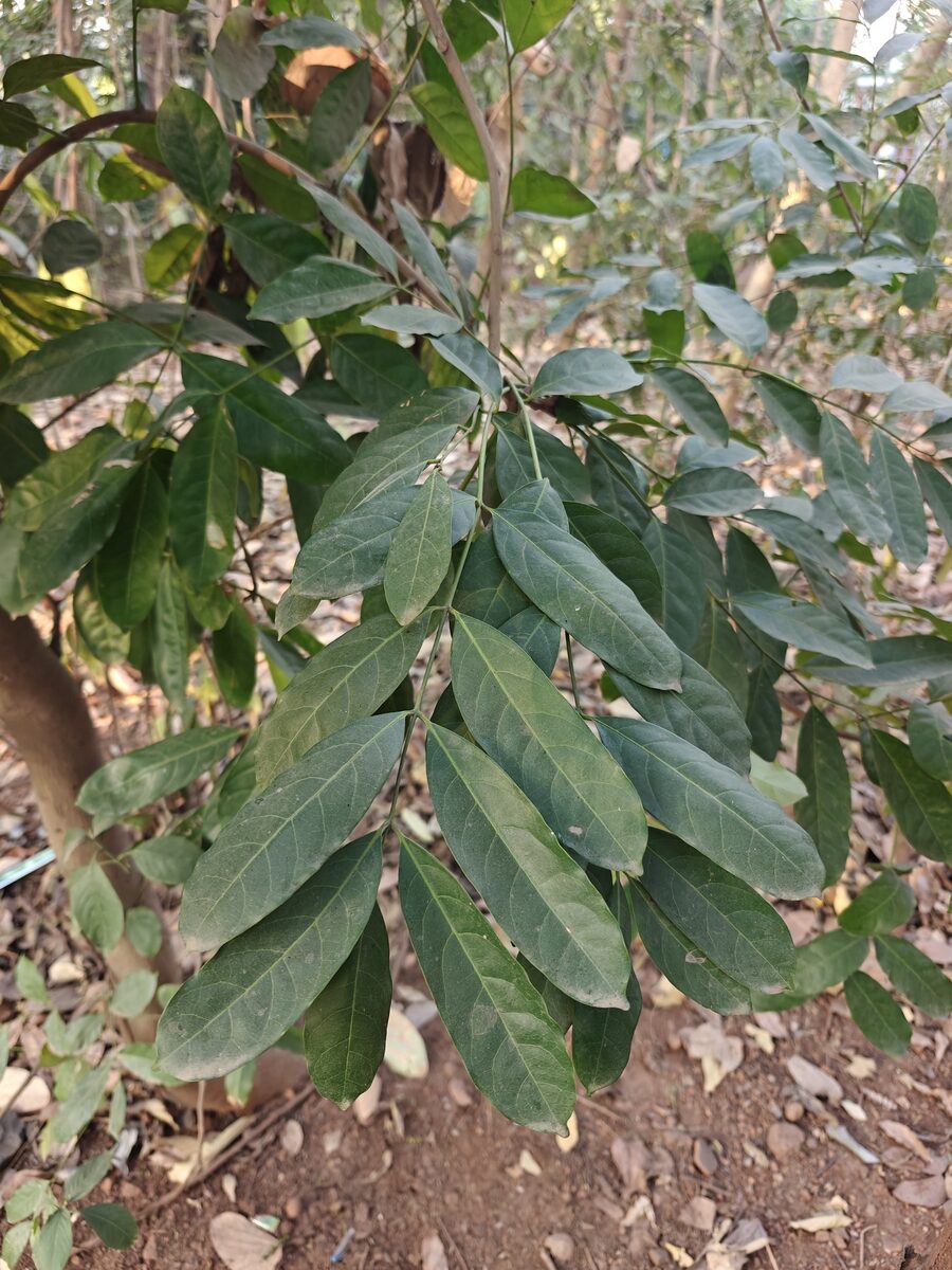Khaya senegalensis - (Desr.) A.Juss.
