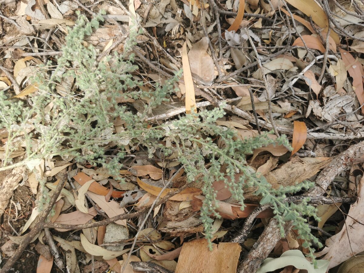 Kickxia elatine subsp. crinita