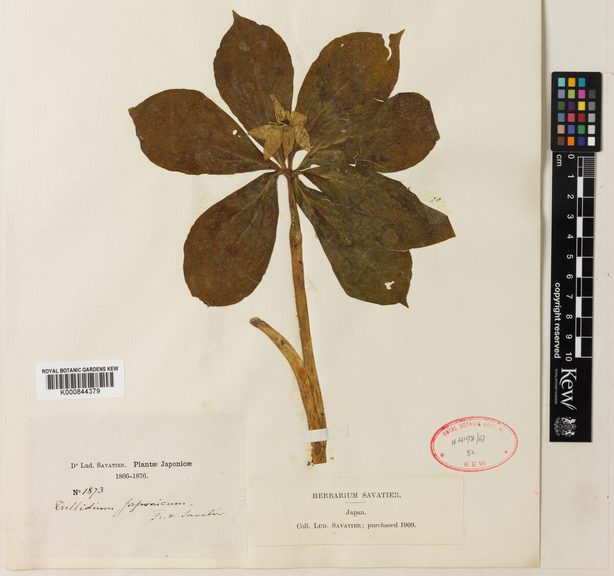Kinugasa japonica - (Franch.&Sav.)Tatew.&Suto.