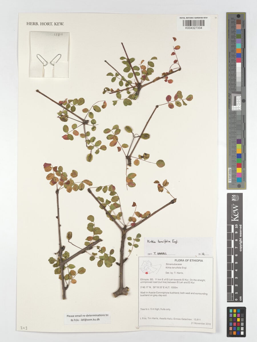 Kirkia tenuifolia — photo
