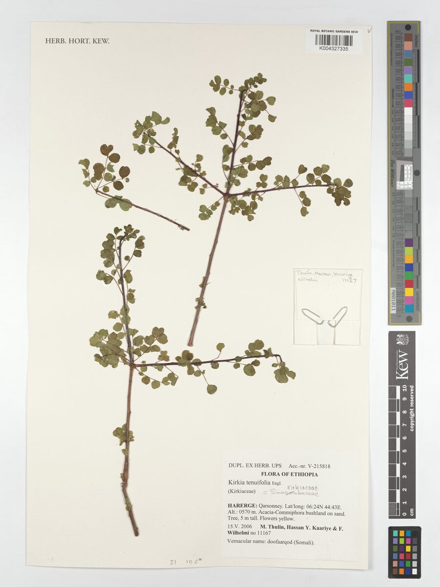 Kirkia tenuifolia — photo