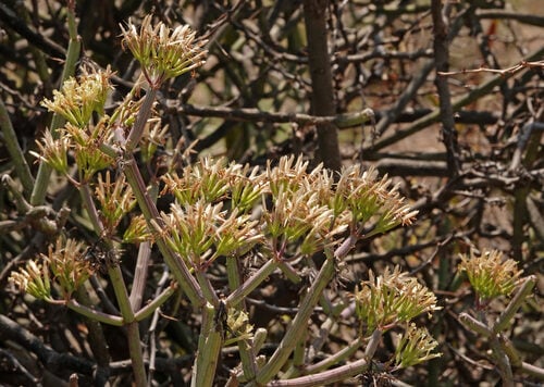 Kleinia odora