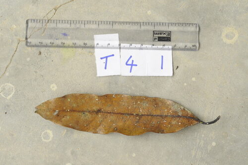 Knema linifolia