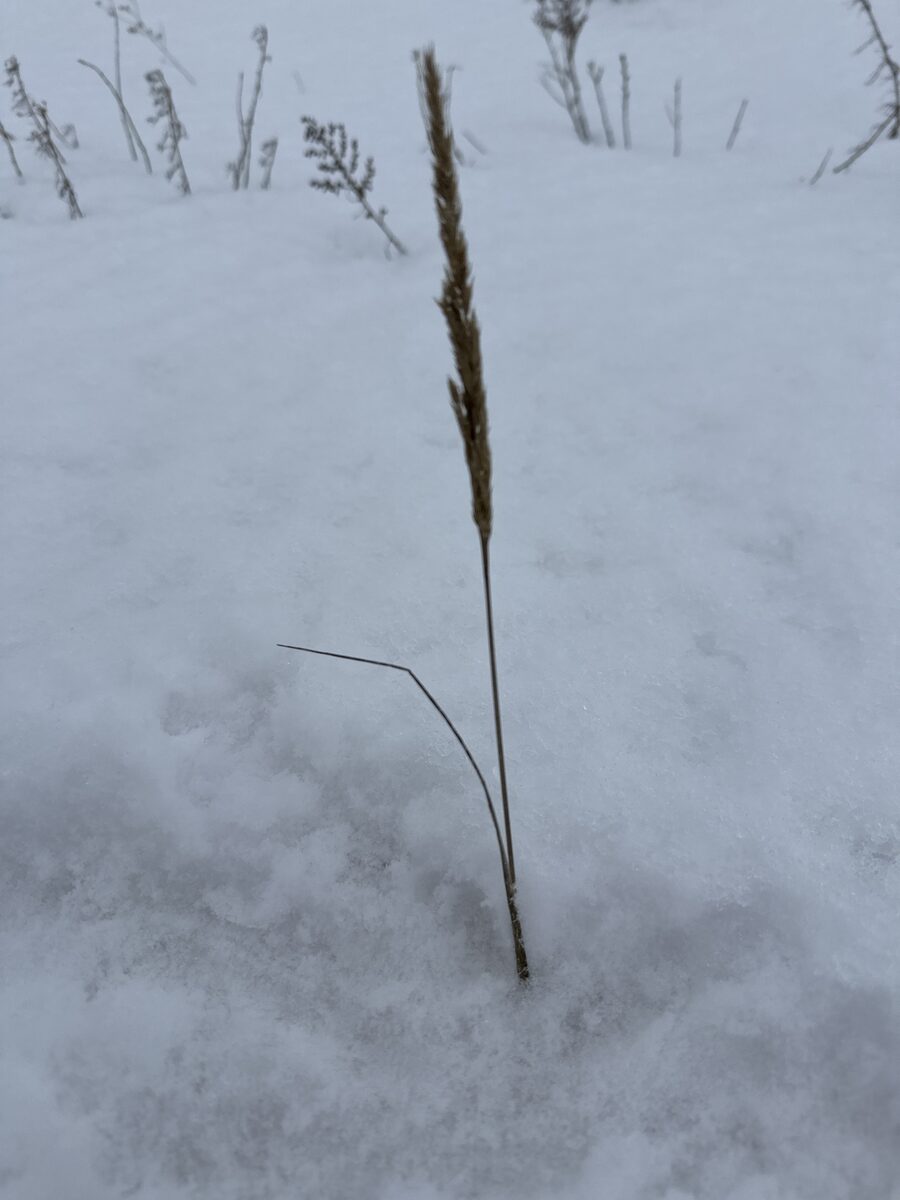 Koeleria macrantha - (Ledeb.)Schult. (June Grass) — photo