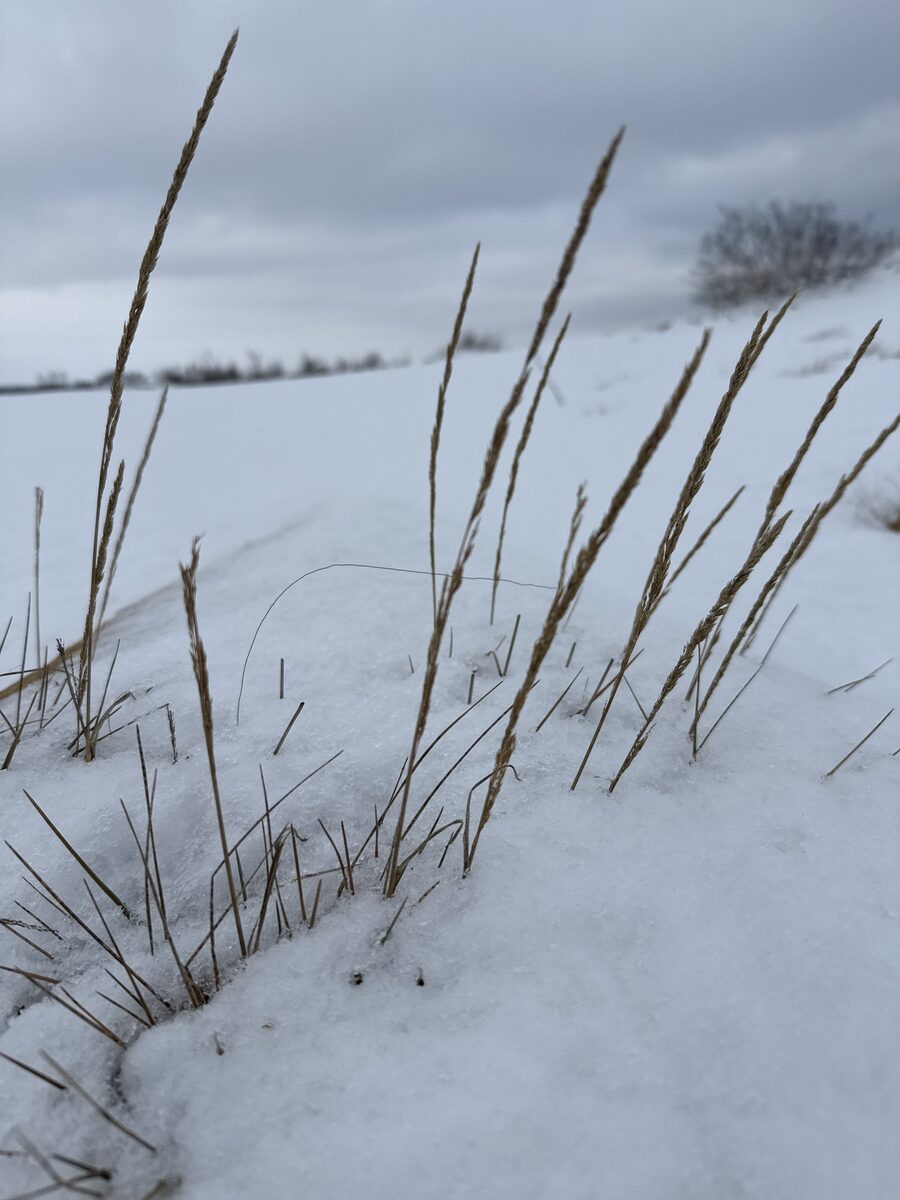 Koeleria macrantha - (Ledeb.)Schult. (June Grass) — photo