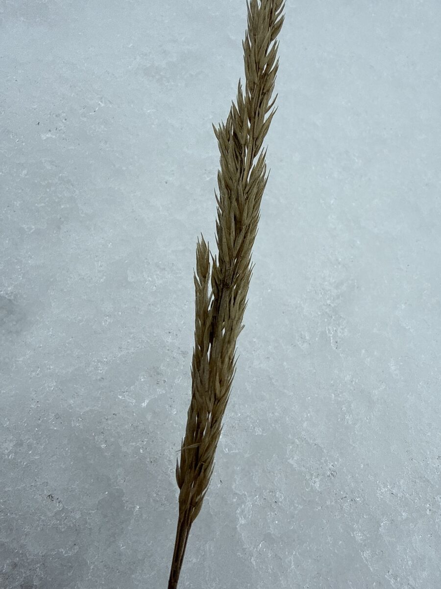 Koeleria macrantha - (Ledeb.)Schult.