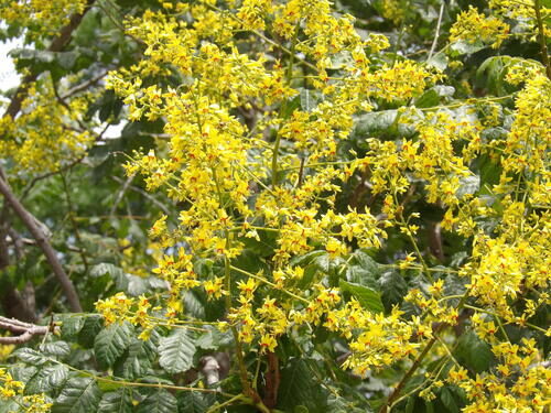 Koelreuteria paniculata (Golden Rain Tree) — photo