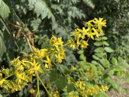 Koelreuteria paniculata (Golden Rain Tree) — photo