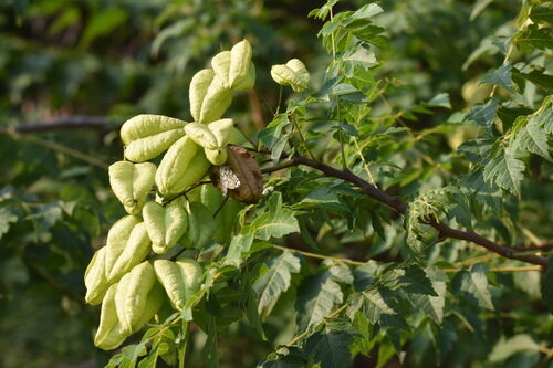 Koelreuteria paniculata
