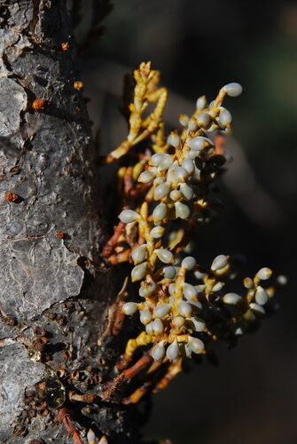 Korthalsella salicornioides (Dwarf mistletoe) — photo