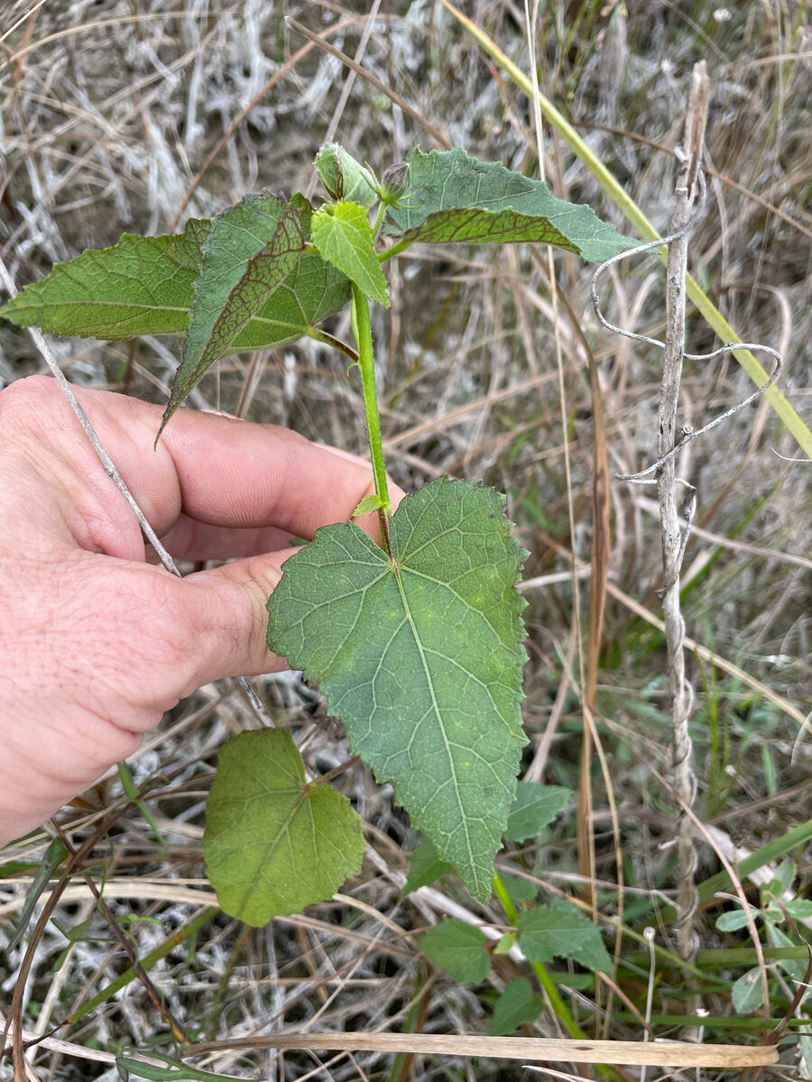 Kosteletzkya pentacarpos - (L.)Ledeb. — photo