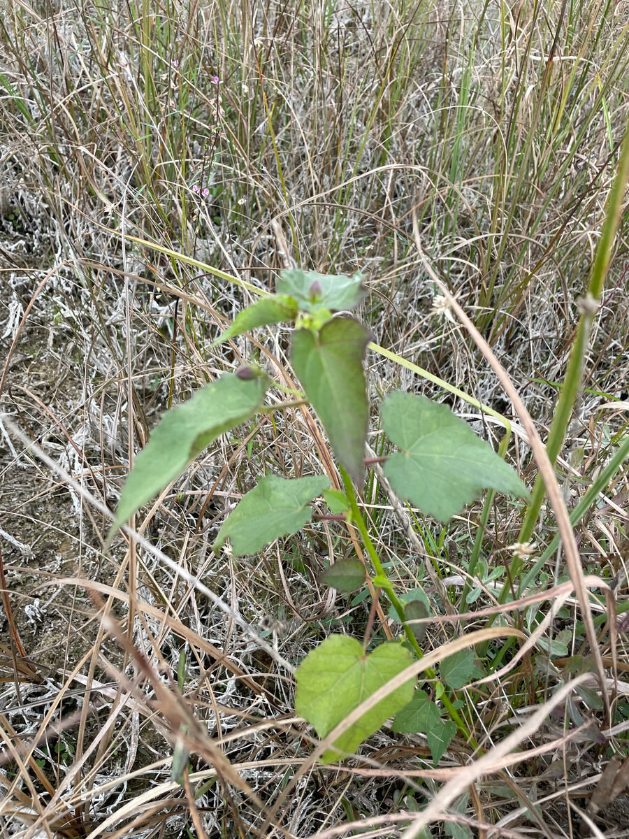 Kosteletzkya pentacarpos - (L.)Ledeb.