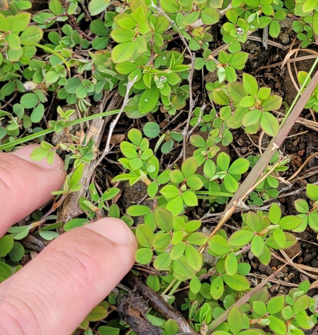 Kummerowia striata - (Thunb.)Schindl. (Common Lespedeza) — photo