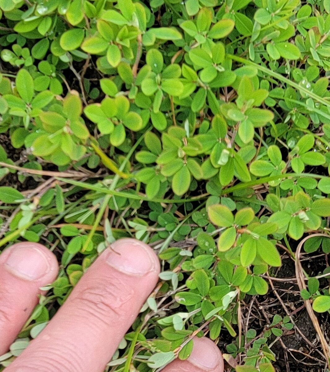 Kummerowia striata - (Thunb.)Schindl. (Common Lespedeza) — photo