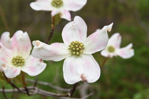 Kunzea ericoides (Kanuka) — photo