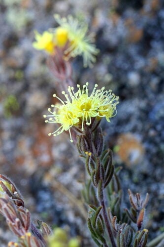 Kunzea muelleri — photo