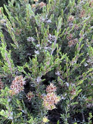 Kunzea muelleri — photo