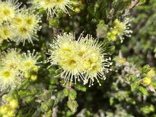 Kunzea muelleri