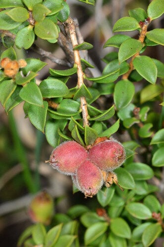 Kunzea pomifera — photo