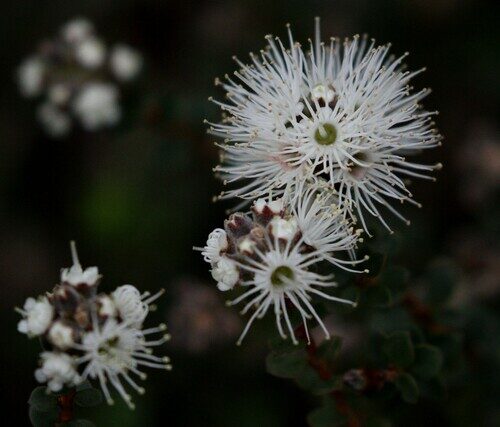 Kunzea pomifera — photo