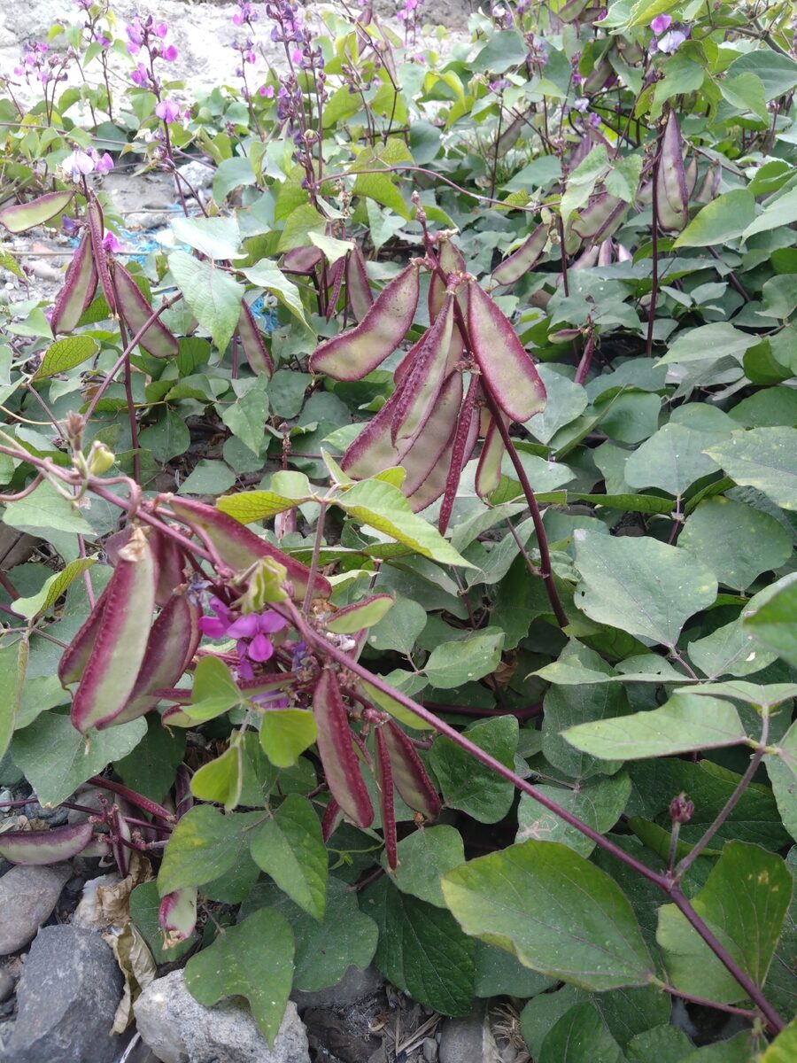 Lablab purpureus - (L.)Sweet. (Hyacinth Bean) — photo