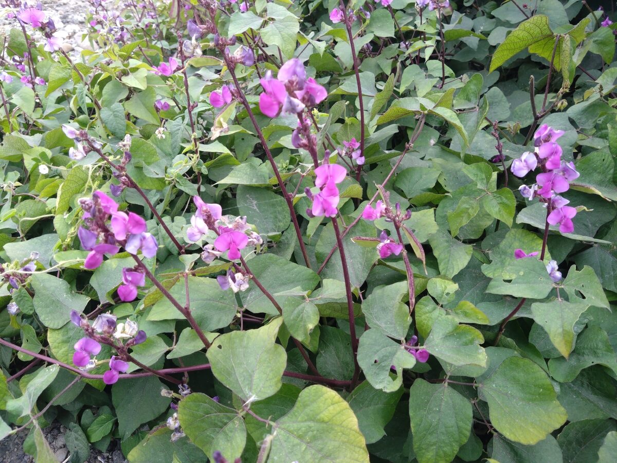 Lablab purpureus - (L.)Sweet. (Hyacinth Bean) — photo