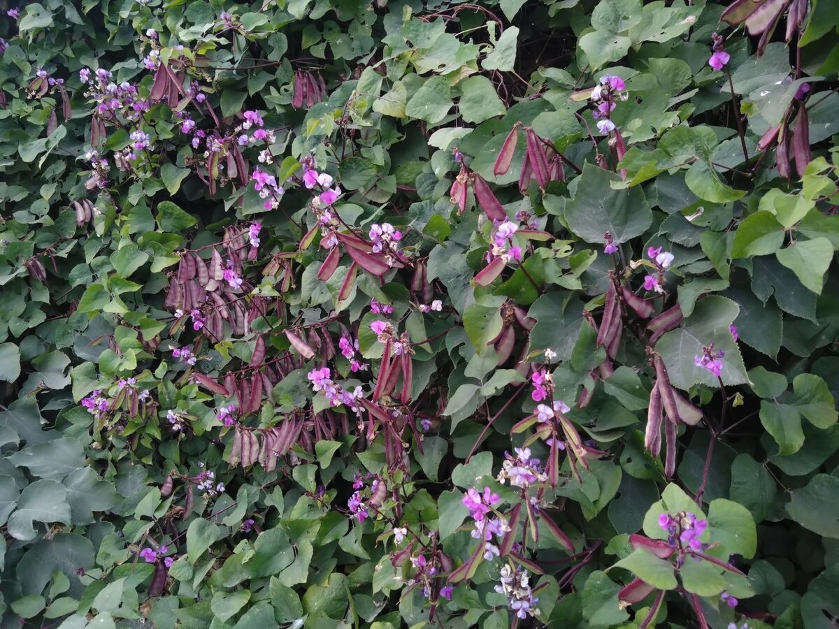 Lablab purpureus - (L.)Sweet.