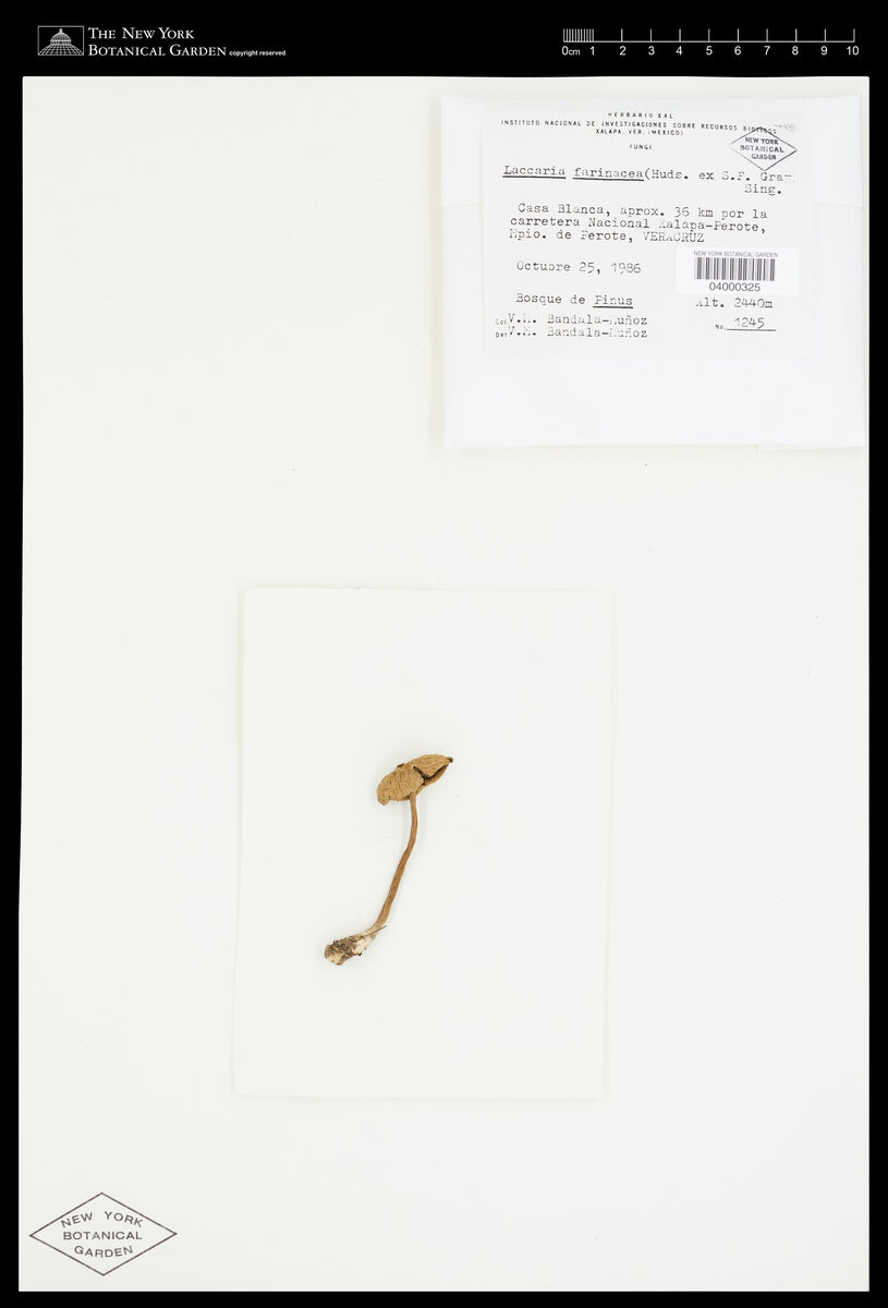 Laccaria farinacea