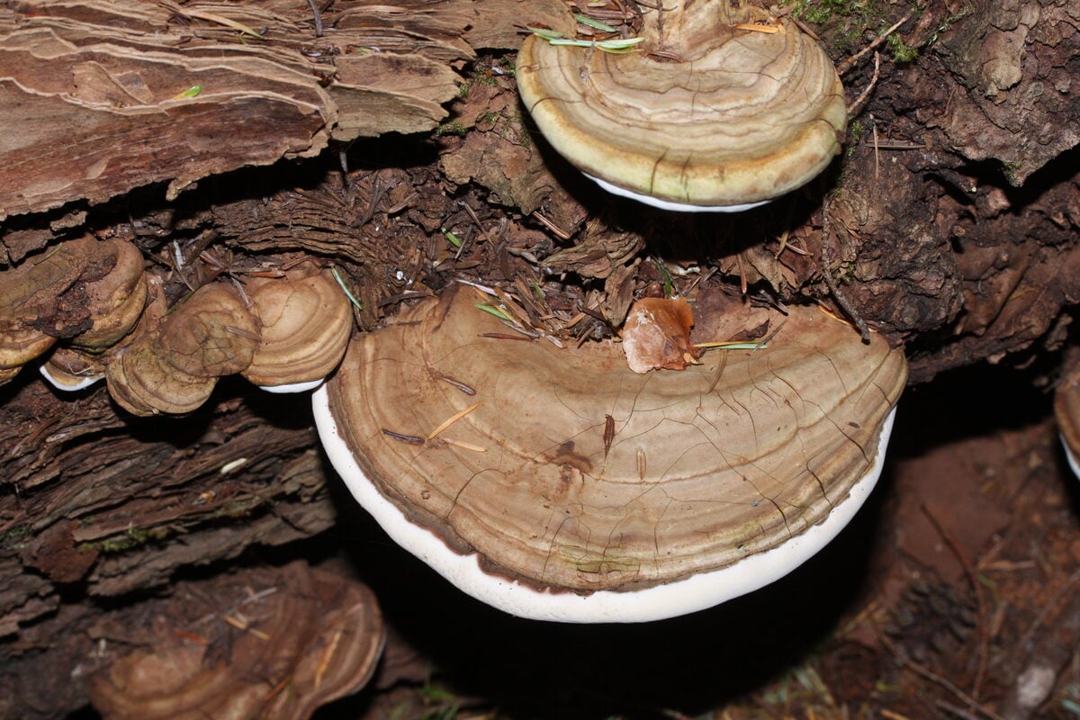 Laccocephalum mylittae (Native bread) — photo