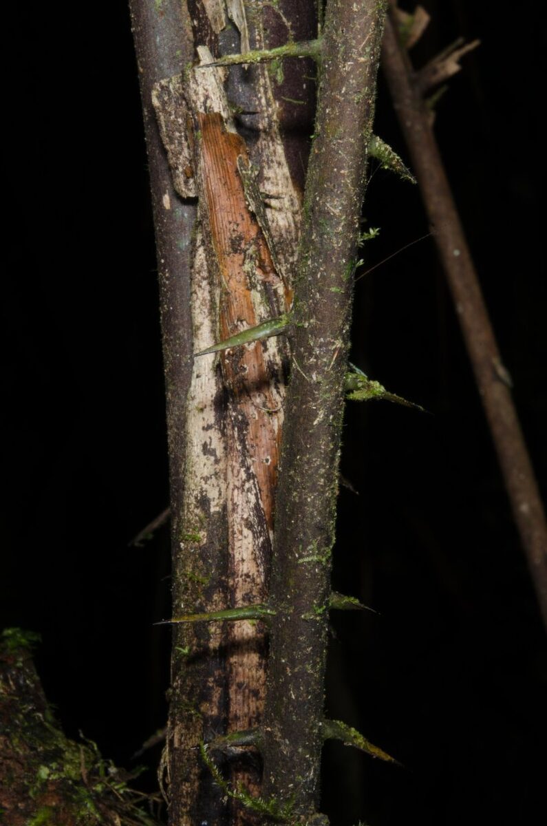 Laccosperma opacum — photo