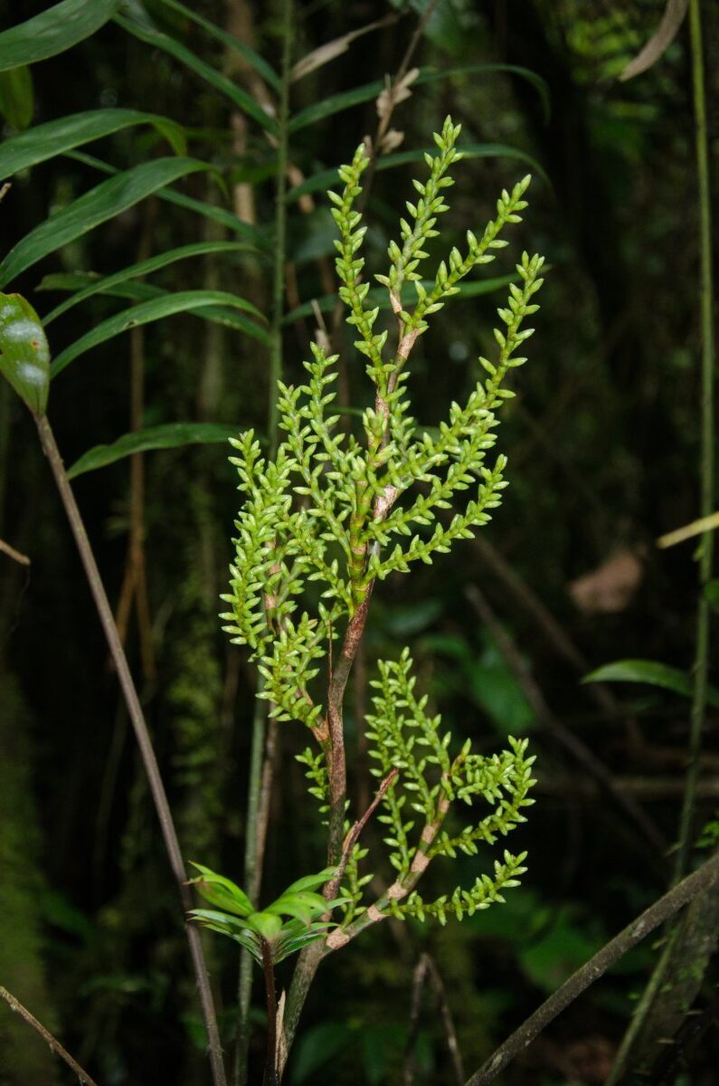 Laccosperma opacum — photo