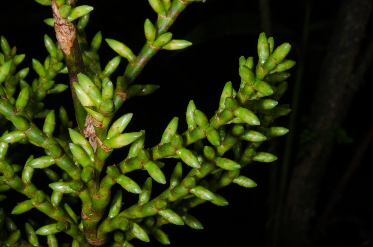 Laccosperma opacum
