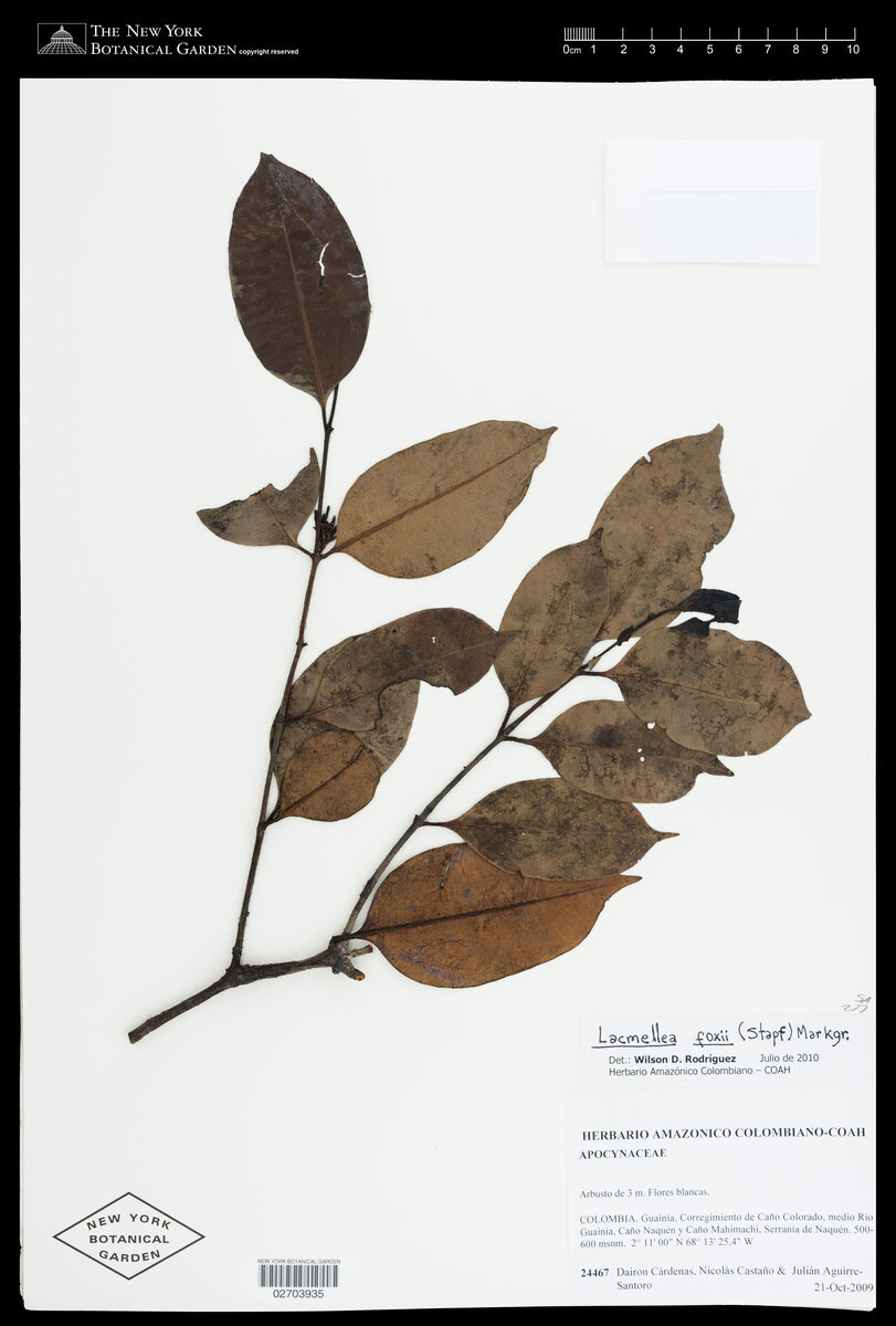 Lacmellea foxii — photo