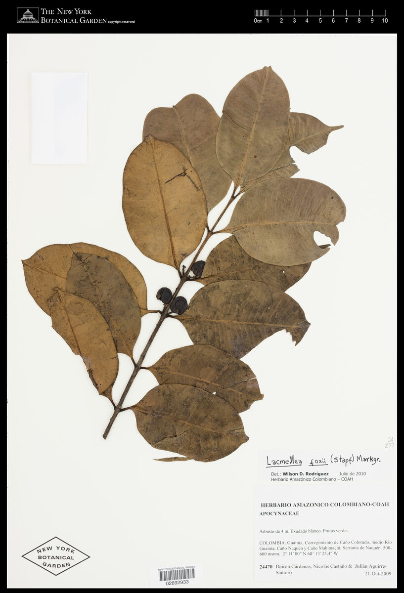 Lacmellea foxii — photo