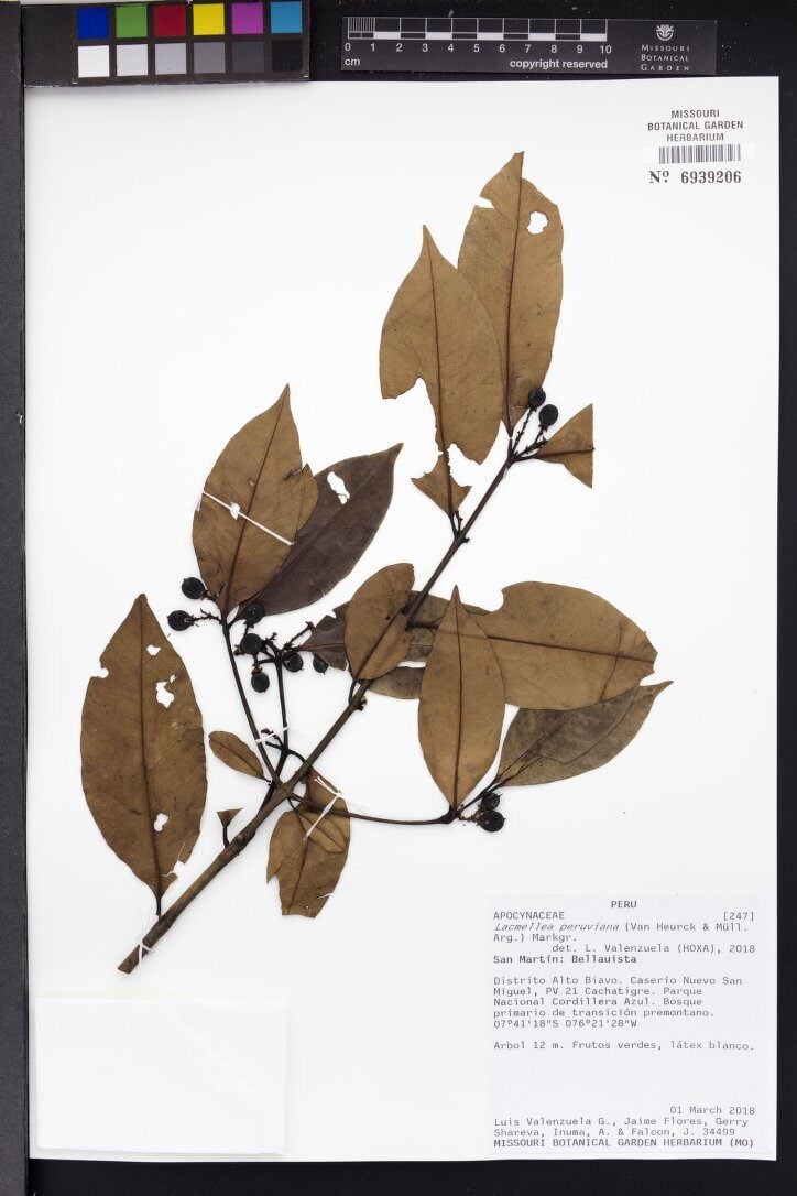 Lacmellea peruviana (Peru lacmellea) — photo