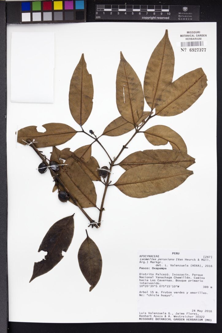 Lacmellea peruviana (Peru lacmellea) — photo