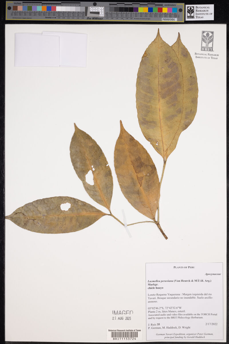 Lacmellea peruviana